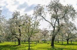 Kampeerseizoen-van-start-in-de-Betuwe