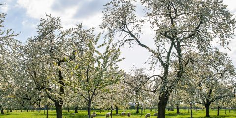 Kampeerseizoen van start in de Betuwe
