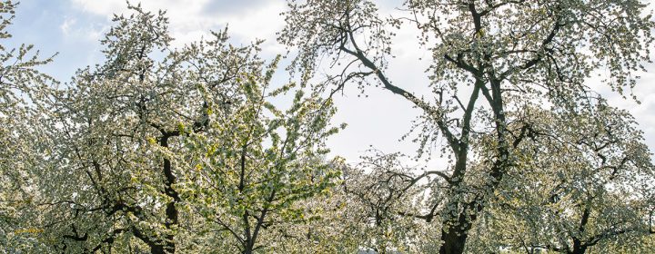 Kampeerseizoen-van-start-in-de-Betuwe