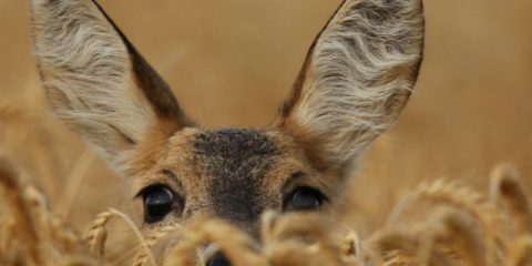 8 wilde dieren die je gewoon in Europa kunt spotten