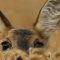 8 wilde dieren die je gewoon in Europa kunt spotten
