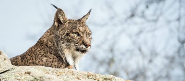 Lynxes in Spain