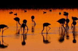 Camargue