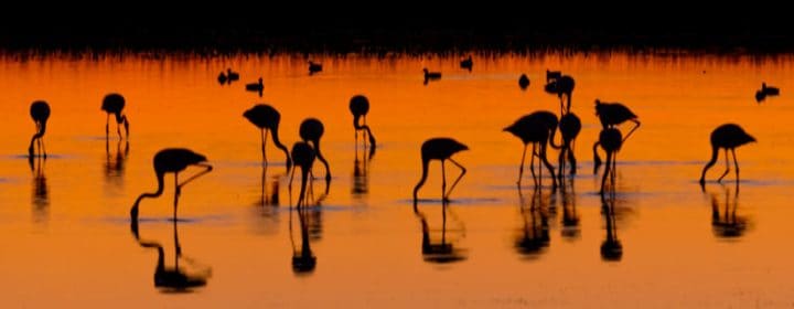Camargue