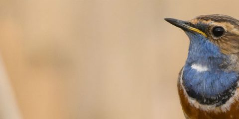 Vogels kijken: 7 mooie vogelgebieden in Europa