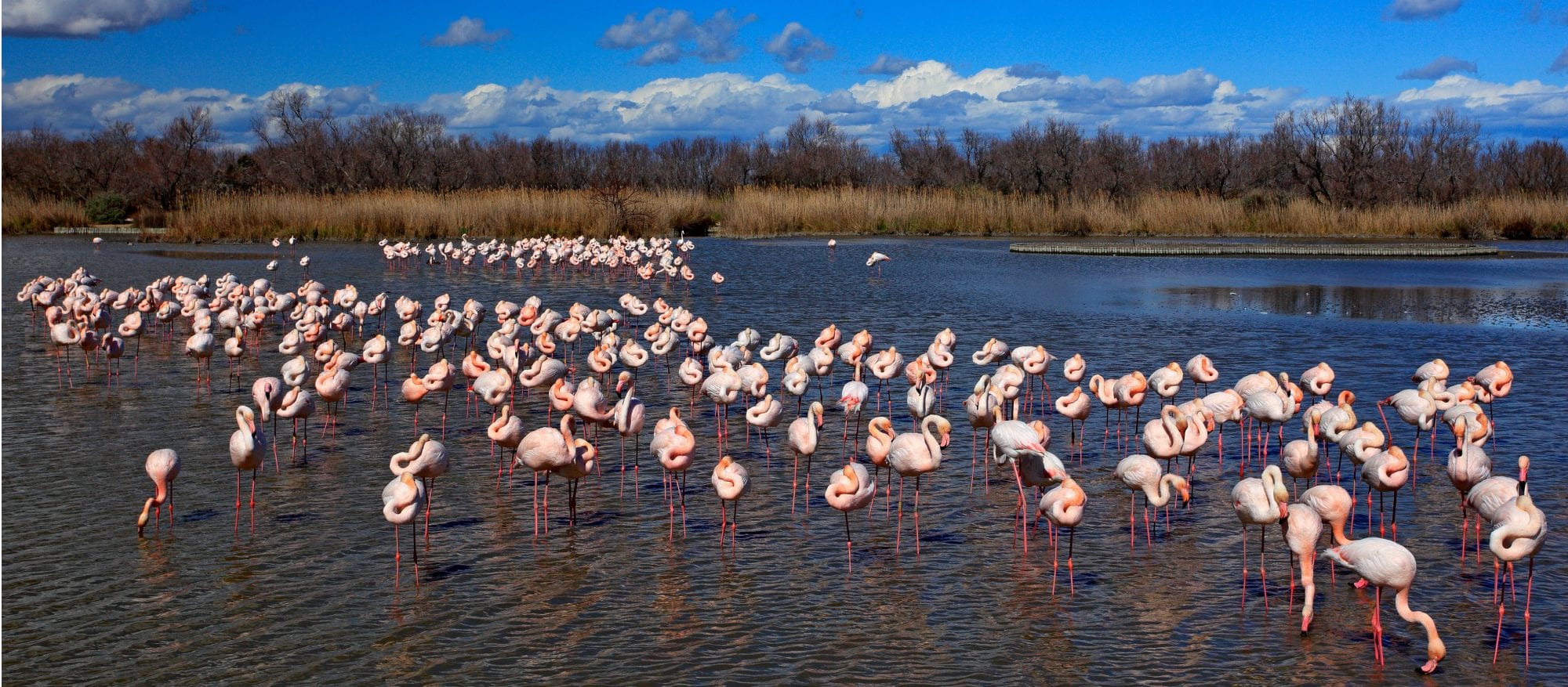 Camargue