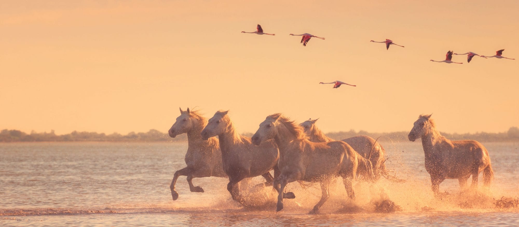 Camargue