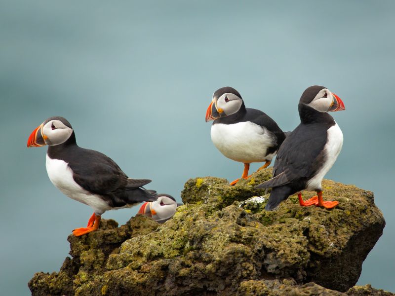 Vogels spotten Europa