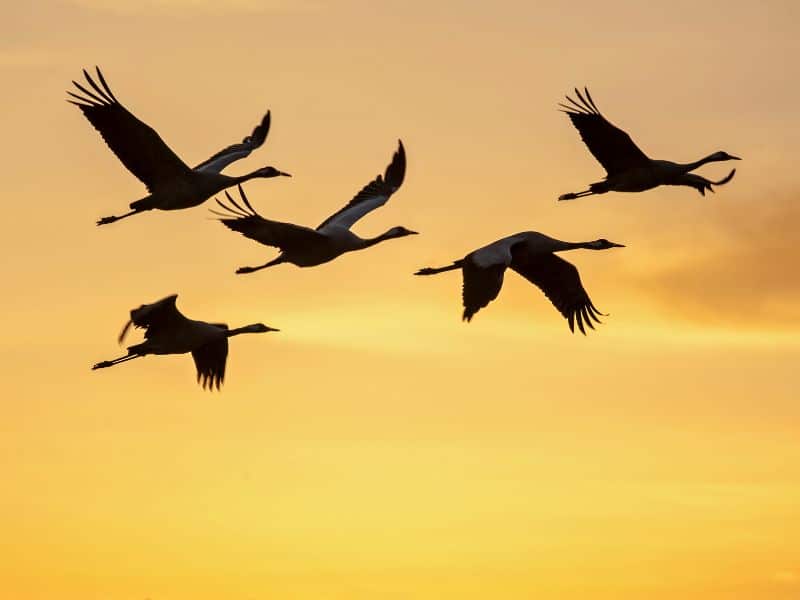 Vogels spotten Europa