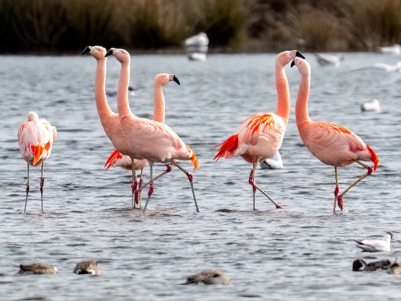 Vogels spotten Europa