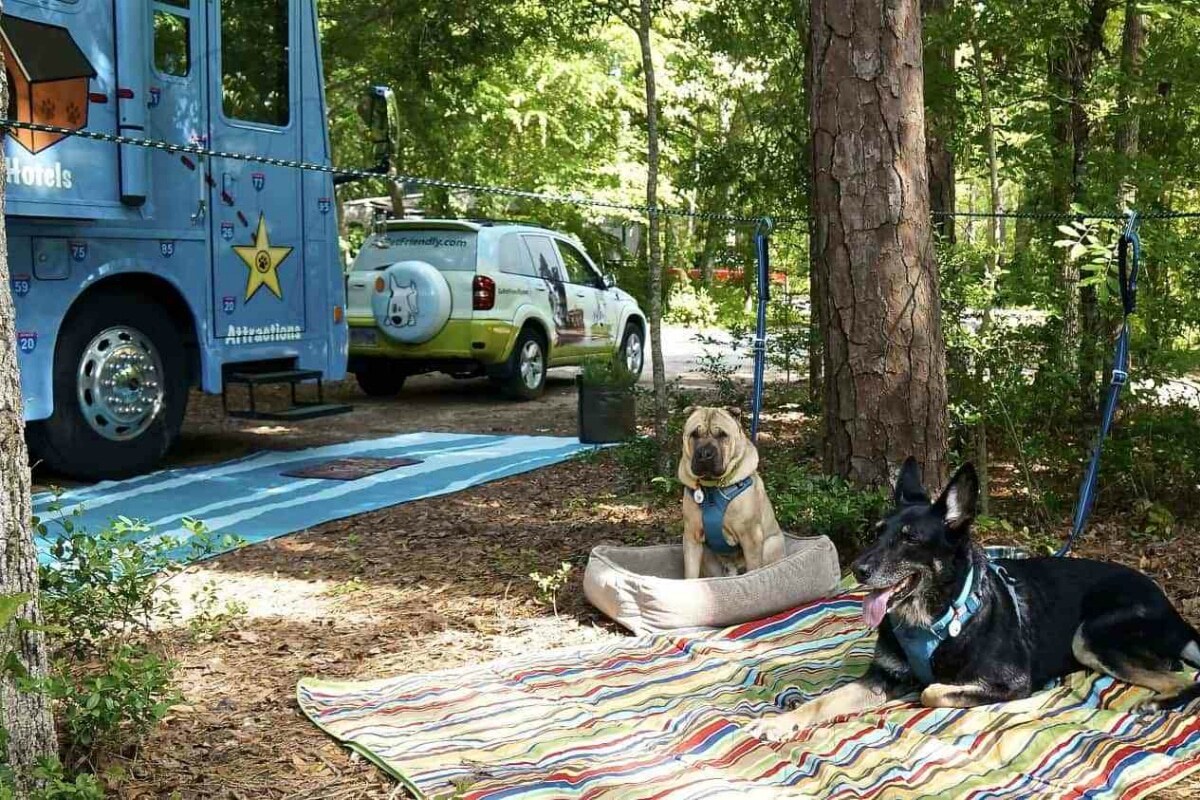 Camping with a dog free but on a leash ACSI Eurocampings Blog