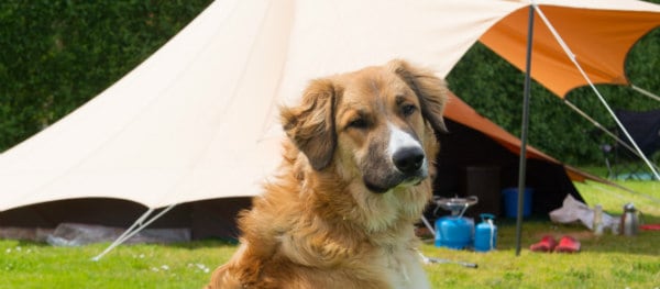 hond op de camping