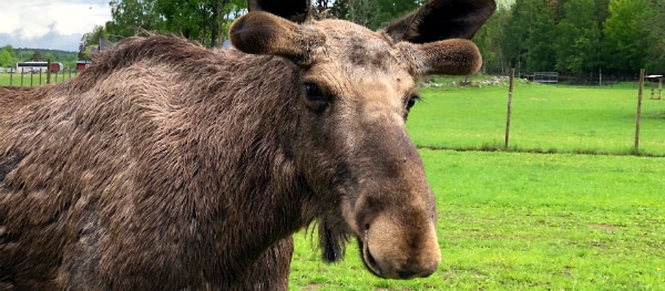 Elandenpark - Kamperen in Zweden