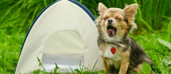 Gaat je viervoeter mee kamperen? Maak een aparte checklist voor je hond.