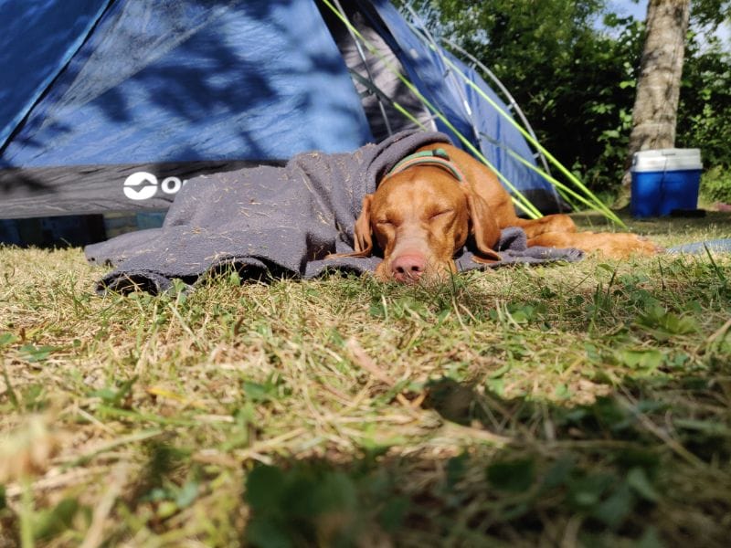 Hond slaapt bij tent