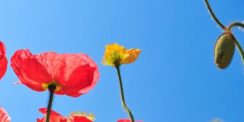 Kamperen in het voorjaar –  tips in Duitsland, Nederland en Frankrijk