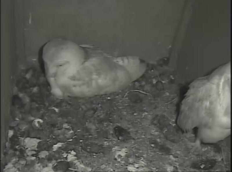 Twee kerkuilen in hun nest in Dorset (Zuid-Engeland). 