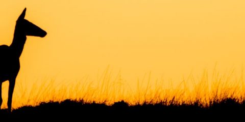 Kampeerweekend in Nederland: op safari tussen de wilde dieren