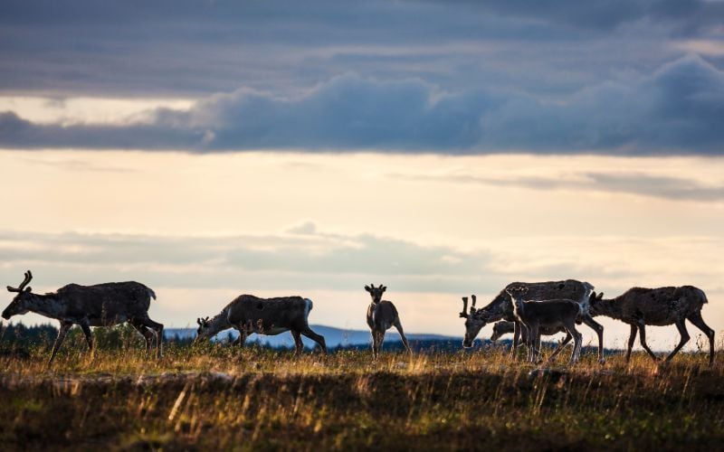 Finland Lapland