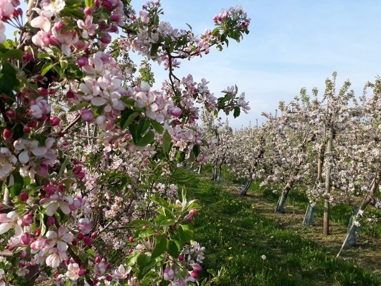 La Obstland Radroute en Allemagne