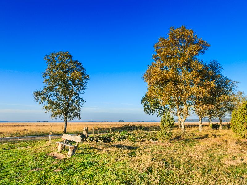 Het prachtige nationaal park Dwingelderveld.