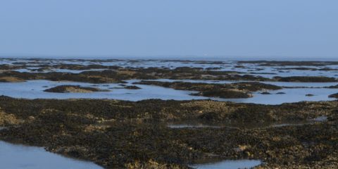 Wad mooi: wadlopen vanaf de camping