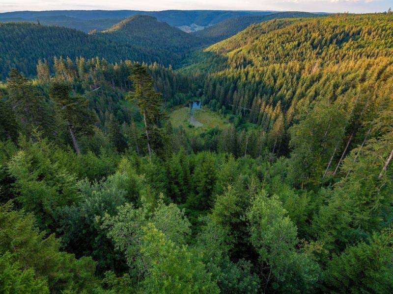 Wonderschone natuur zo ver je maar kunt kijken. Nationalpark Schwarzwald is een uniek natuurgebied. Wonderschone natuur zo ver je maar kunt kijken. Nationalpark Schwarzwald is een uniek natuurgebied.