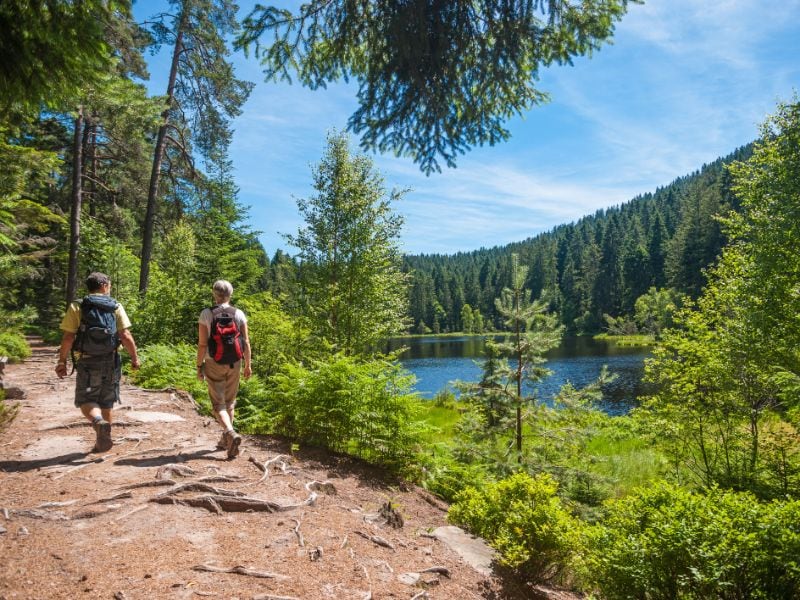 Wandelaars zijn helemaal op hun plek in het Zwarte Woud. Overal vind je van dit soort idyllische wandelpaden door de bossen. Wandelaars zijn helemaal op hun plek in het Zwarte Woud. Overal vind je van dit soort idyllische wandelpaden door de bossen.
