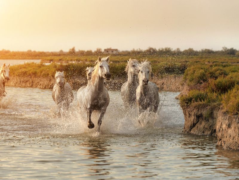 Camargue