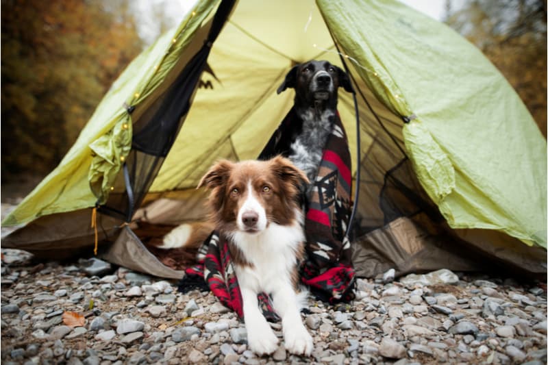 Honden in een tent