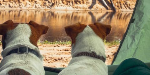 Alles wat je wilt weten over kamperen met de hond
