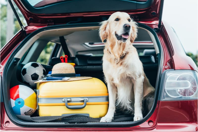 Hond in de auto