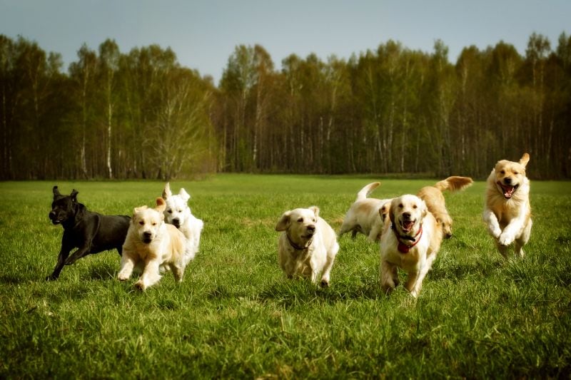 Huisdierenpension