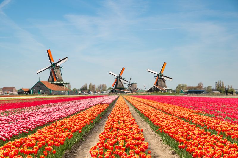 Tulpen Nederland