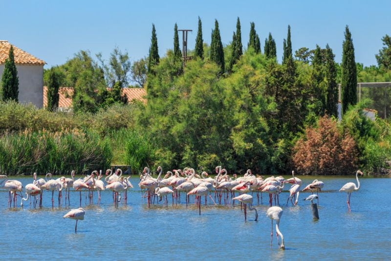 Flamingo's Camargue 