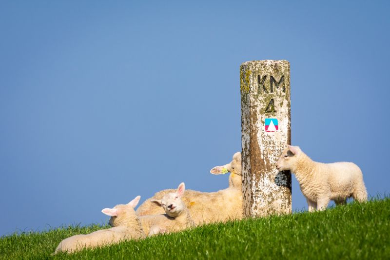 Lammetjes op Texel