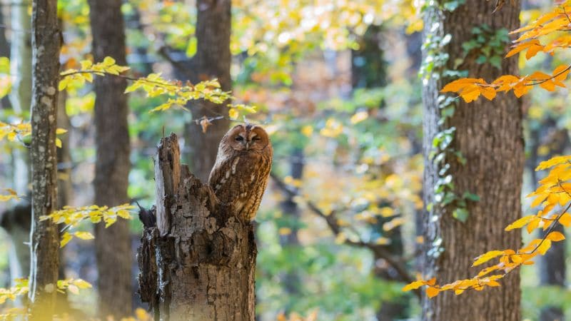 Bosuil in de herfst