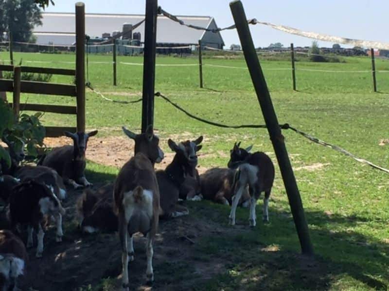 Boerderijcamping met dieren in Friesland