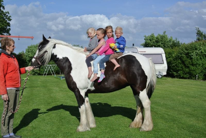 Campings met ponyrijden