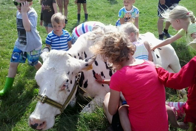 Camping met kinderboerderij