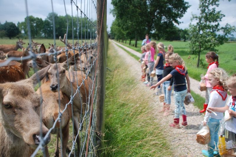 Boerderijcamping Veluwe