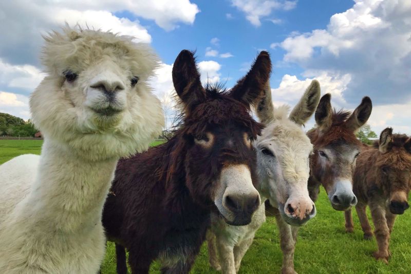 Boerderijcamping met dieren