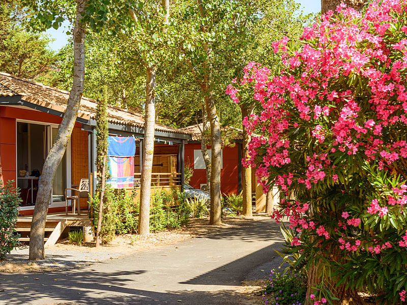 Camping Les Sablons: oranje stacaravans met badhanddoek op de achtergrond. Grote struik met roze bloemen op de voorgrond.