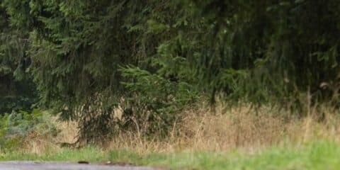 Kamperen in de Ardennen tijdens de ACSI FreeLife TestTour