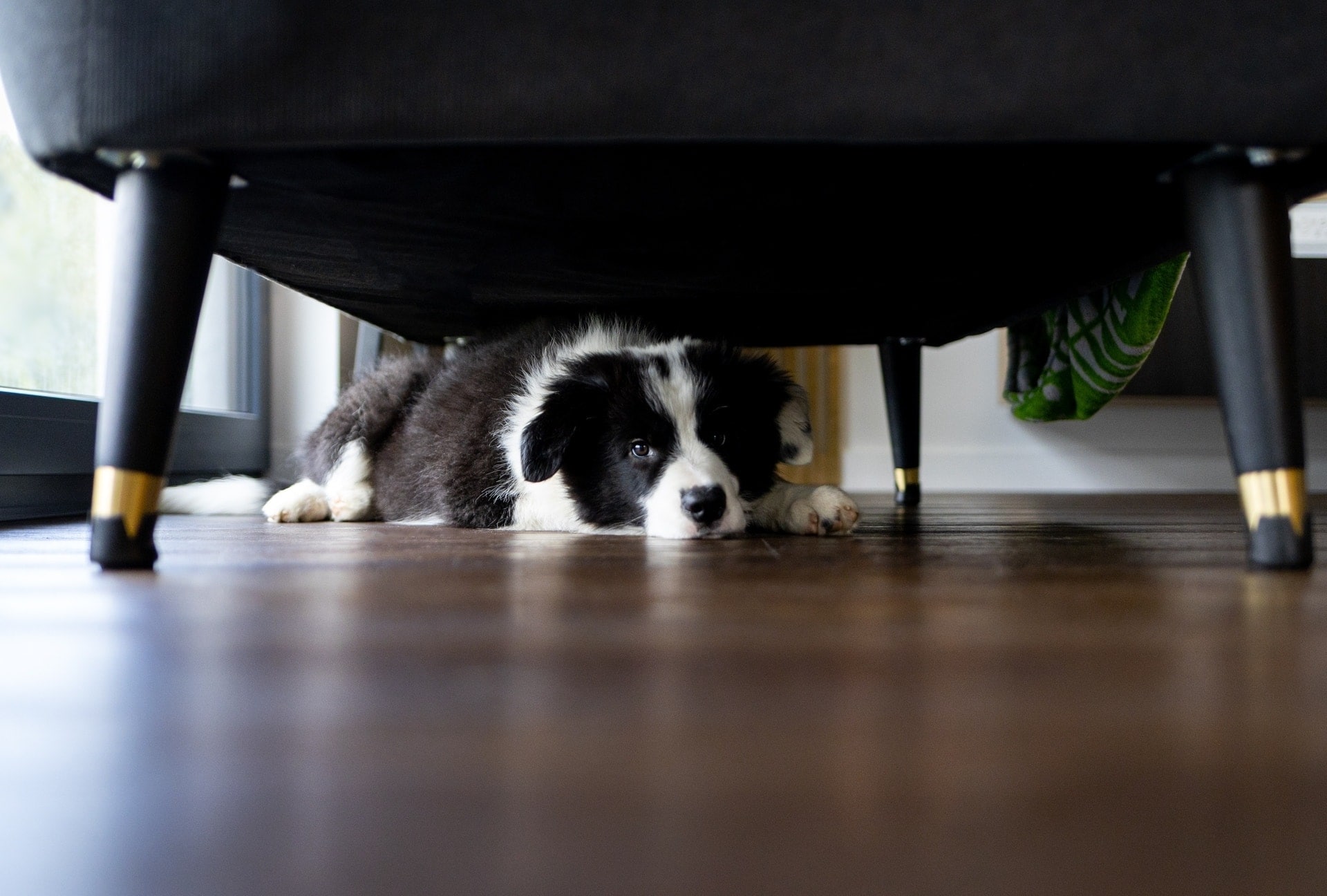 Hond schuilt onder de bank