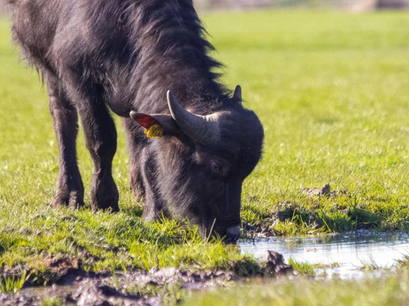 Adults only Camping Waterbuffelfarm