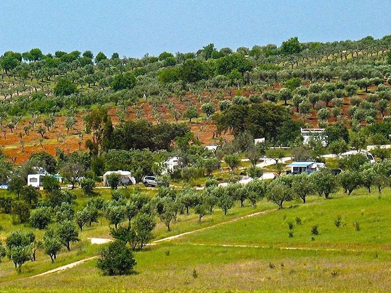 Camping Rosário, Stellplätze zwischen den Bäumen Portugals