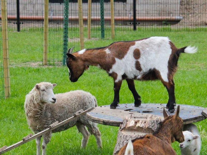 Camping Het Scharrelnest