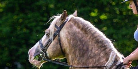 Paardrijden op de camping: 4 campings met paarden en maneges