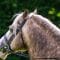 Paardrijden op de camping: 4 campings met paarden en maneges